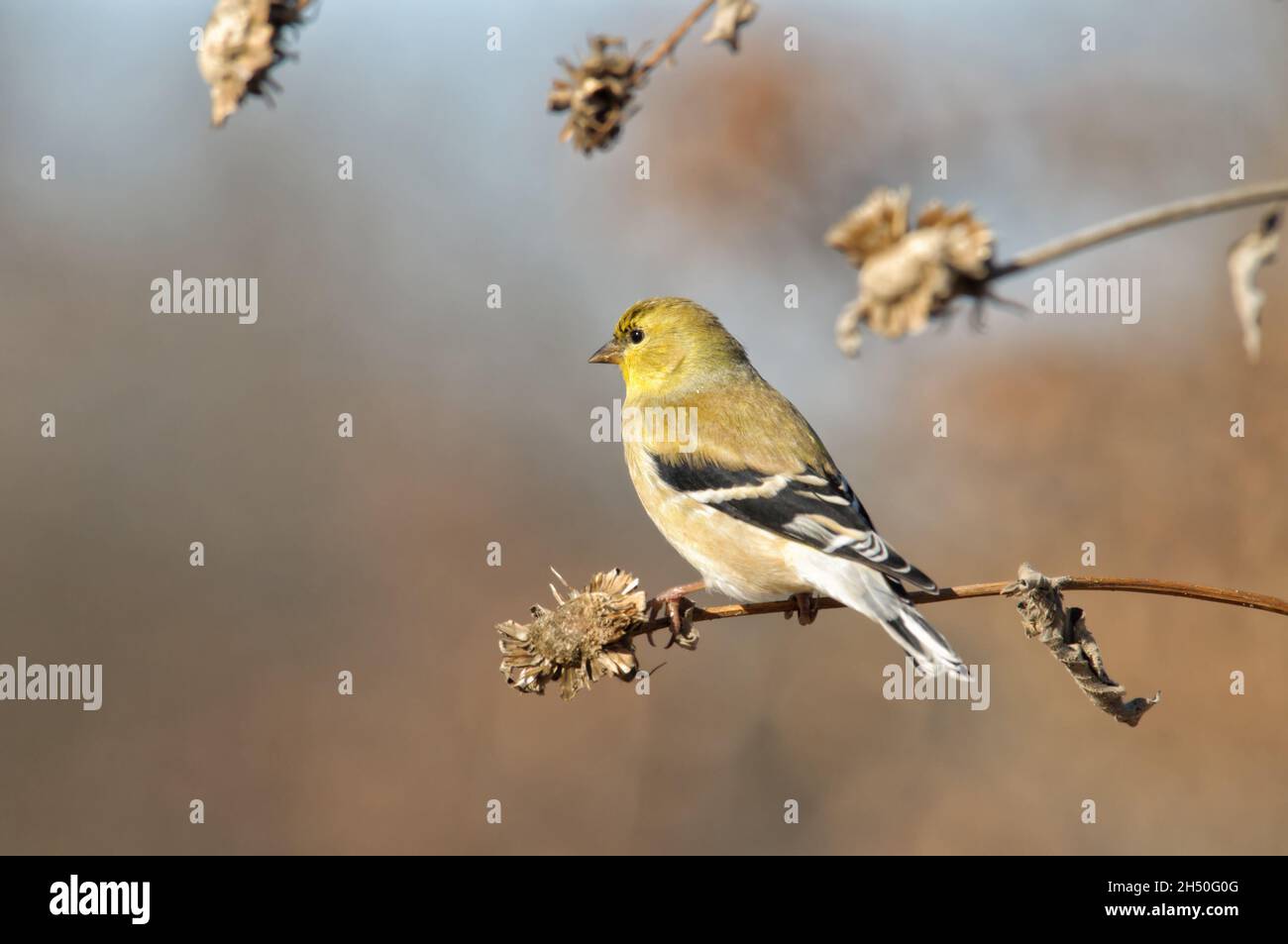 American Gold Finch en plumage d'hiver, sur une tige de tournesol sèche Banque D'Images