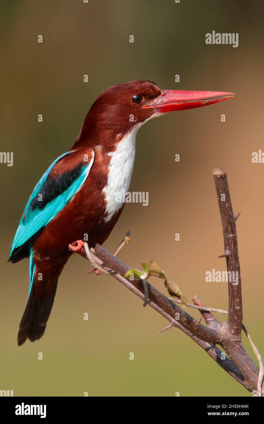 Un kingfisher adulte à gorge blanche ou un kingfisher à poitrine blanche (Halcyon smyrnensis) dans le nord de l'Inde Banque D'Images