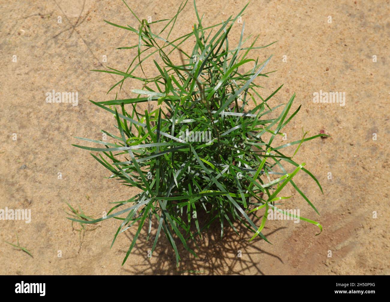 Plante sauvage d'Asparagus racemosus plantée dans un pot, placée sur du sable Banque D'Images