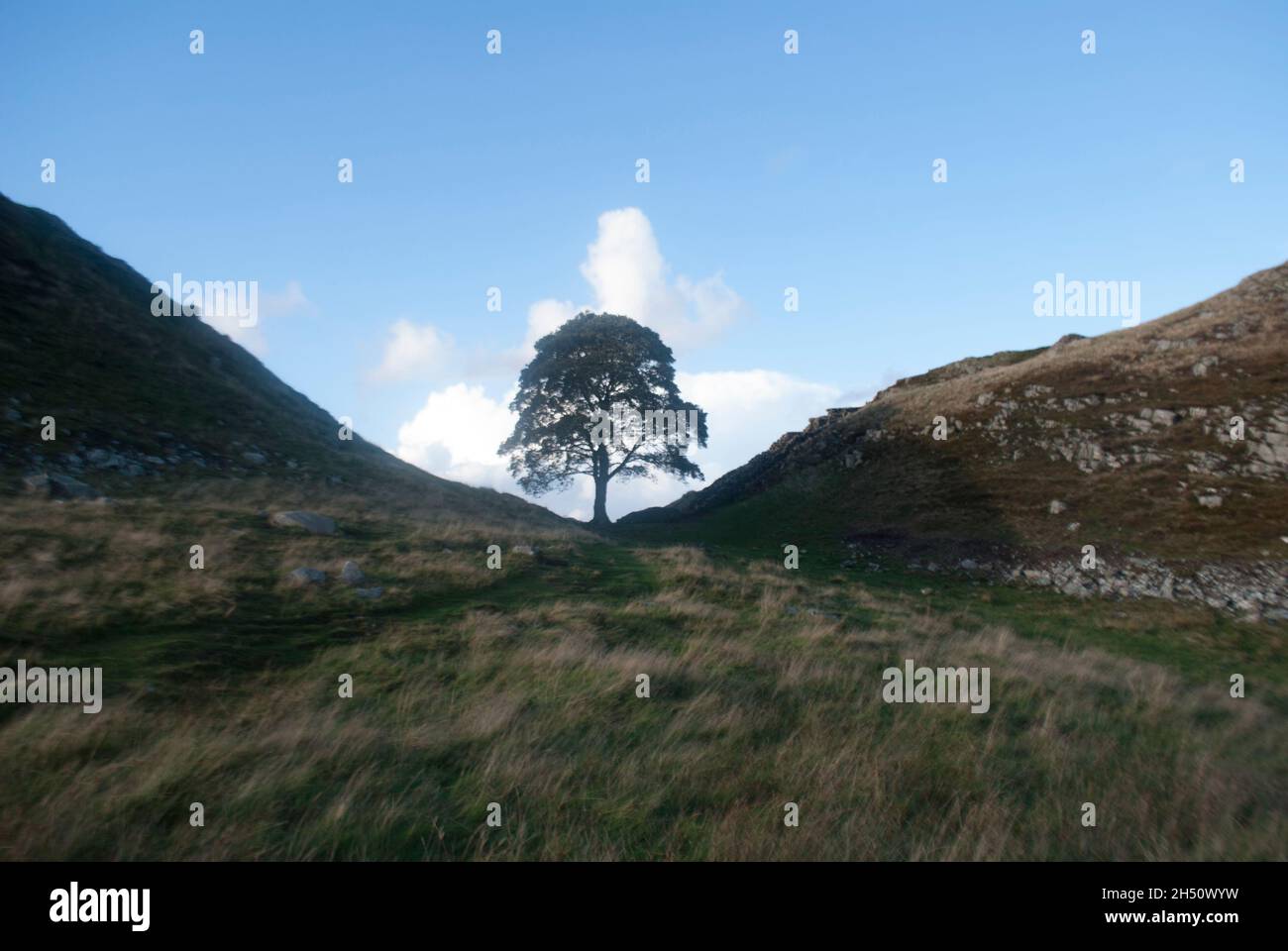 Robin Hood Tree / Sycamore Tree du film Robin Hood: Prince of Thieves at Sycamore Gap at Hadrien's Wall, Northumberland, Angleterre, Royaume-Uni Banque D'Images