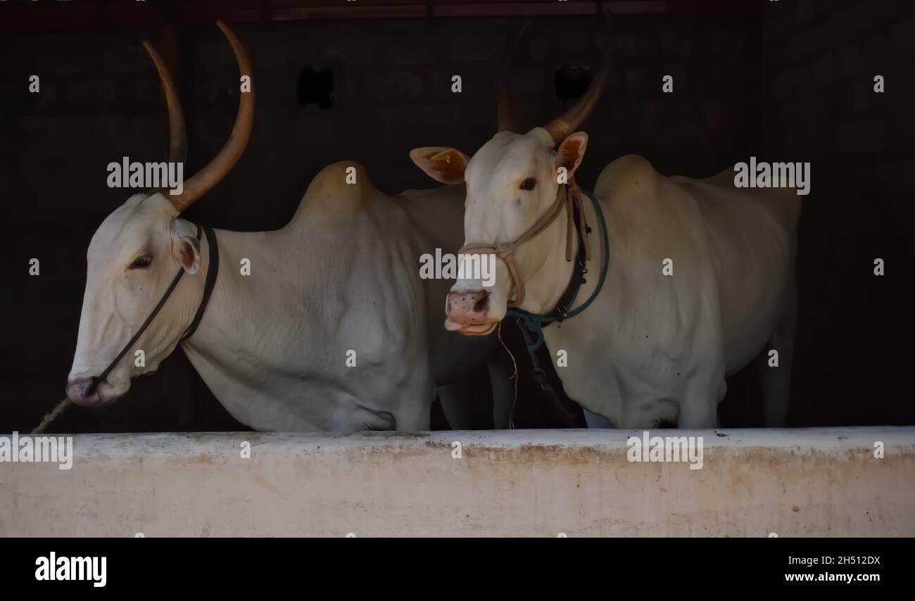 Gros plan sélectif d'une race de vaches indiennes indigènes appelée Hallikar Banque D'Images
