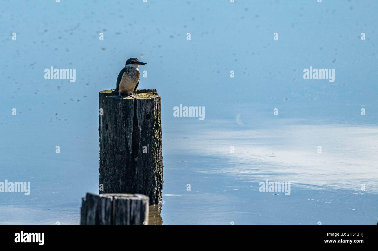 Un Kingfisher sacré sur la pile Banque D'Images