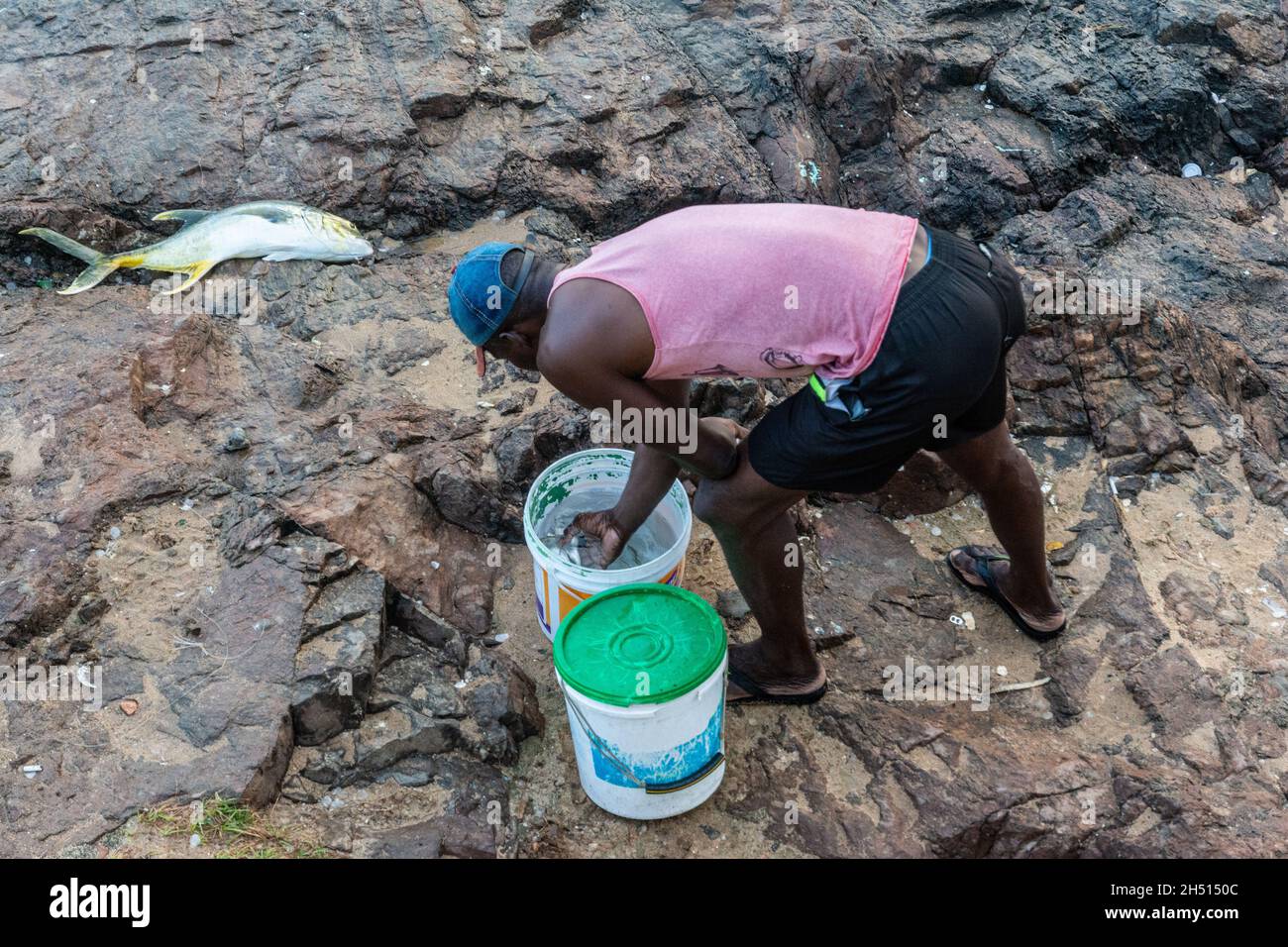 Pêcheur mettant le poisson pêché dans un seau blanc sur des rochers.Salvador Bahia Brésil. Banque D'Images