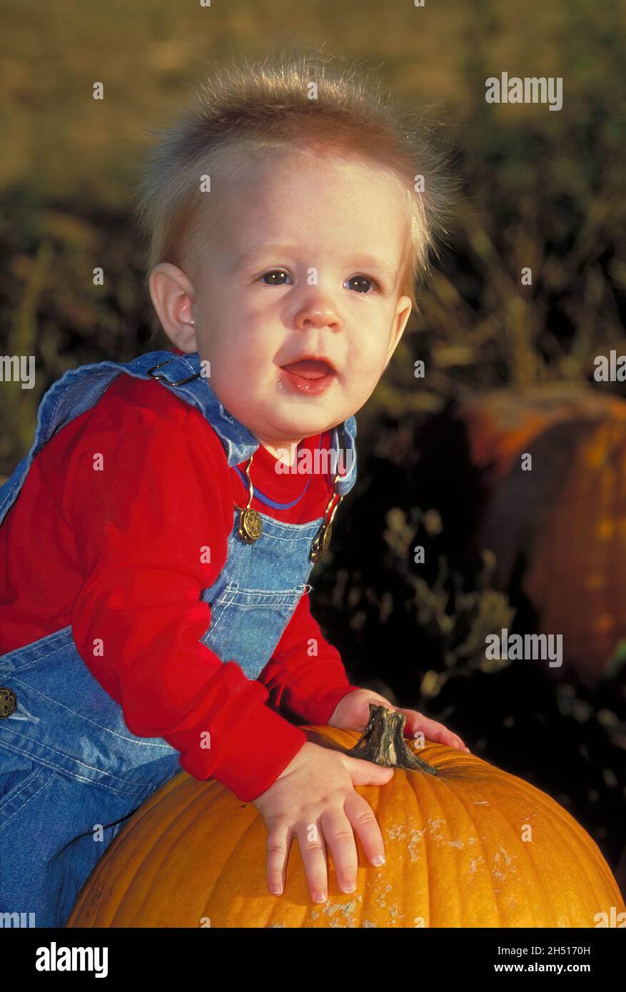 Un bébé garçon fait son premier voyage annuel à la citrouille patch pour une tradition d'Halloween. Banque D'Images