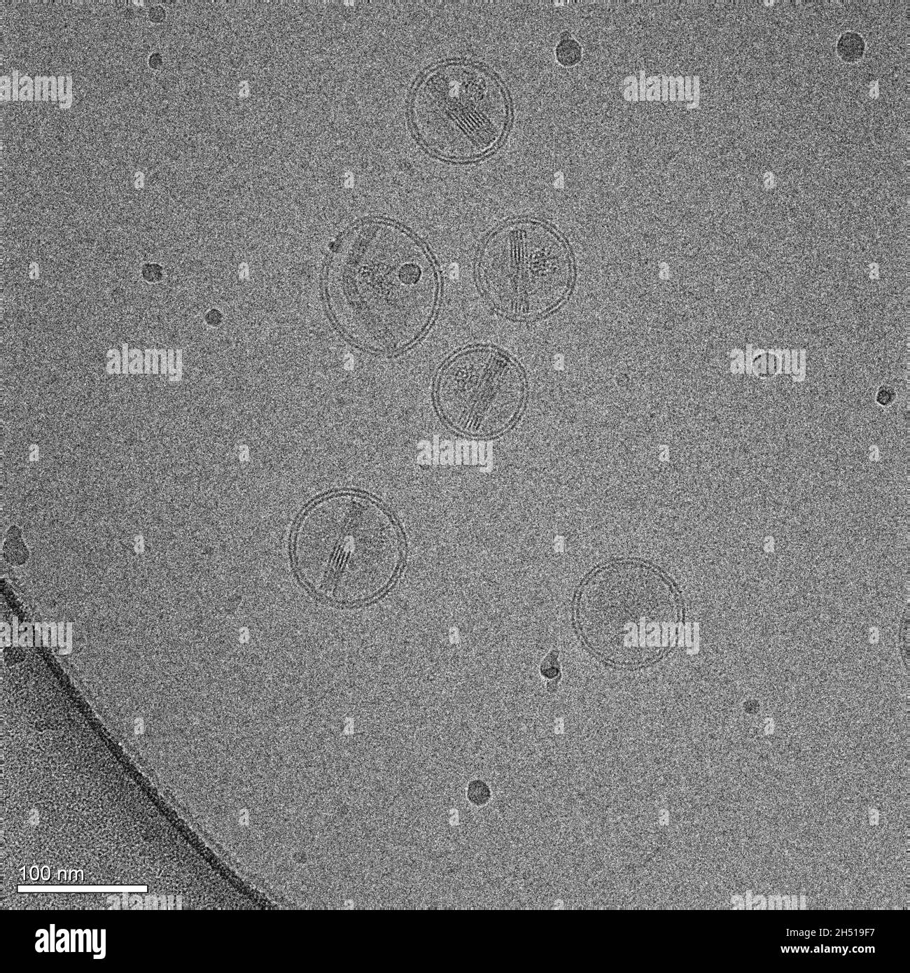 L'image électronique a une valeur scientifique pour les stratégies modernes d'administration de médicaments Banque D'Images