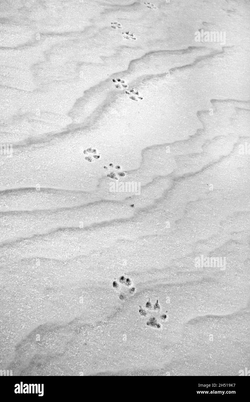 Empreintes d'un renard rouge dans la neige Banque D'Images