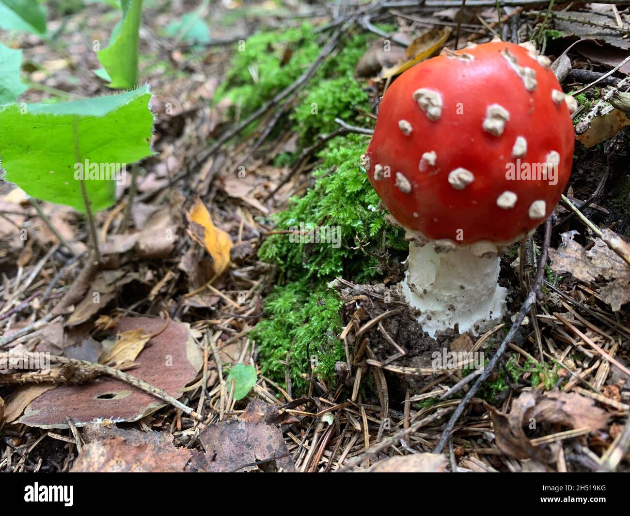 Pousse Rouge Rouge non comestible Amanita muscaria pousse dans la forêt Photo Stock ...