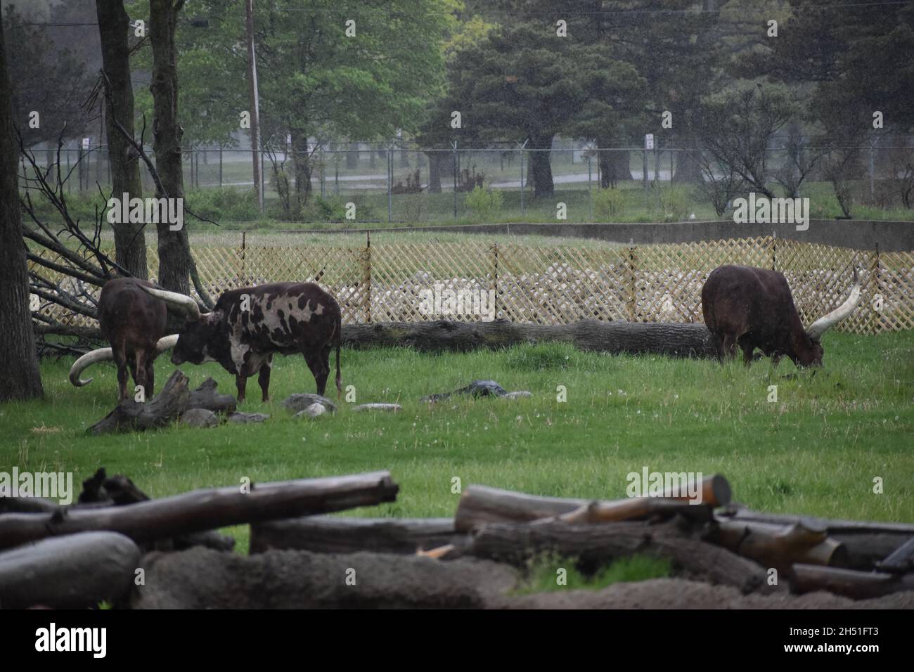 Texas Longhorn Banque D'Images