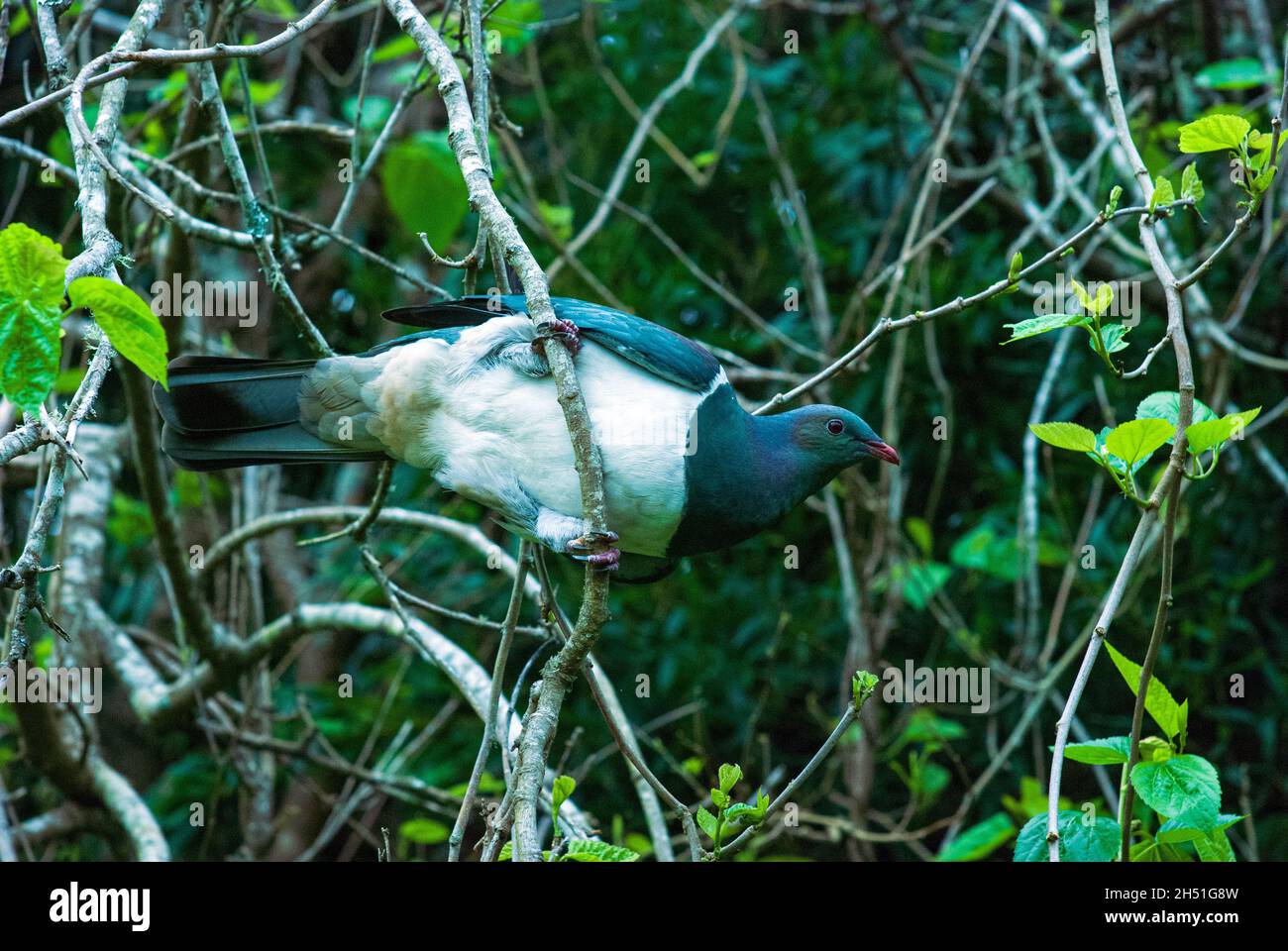 Kereru oiseau Banque D'Images