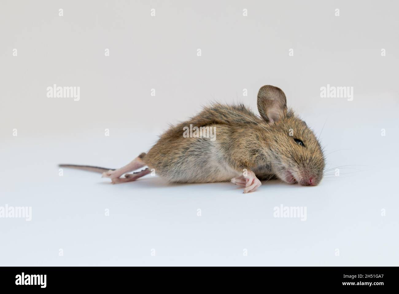 Vue du dessous du champ européen commun mort ou de la souris en bois dans l'espace blanc Banque D'Images