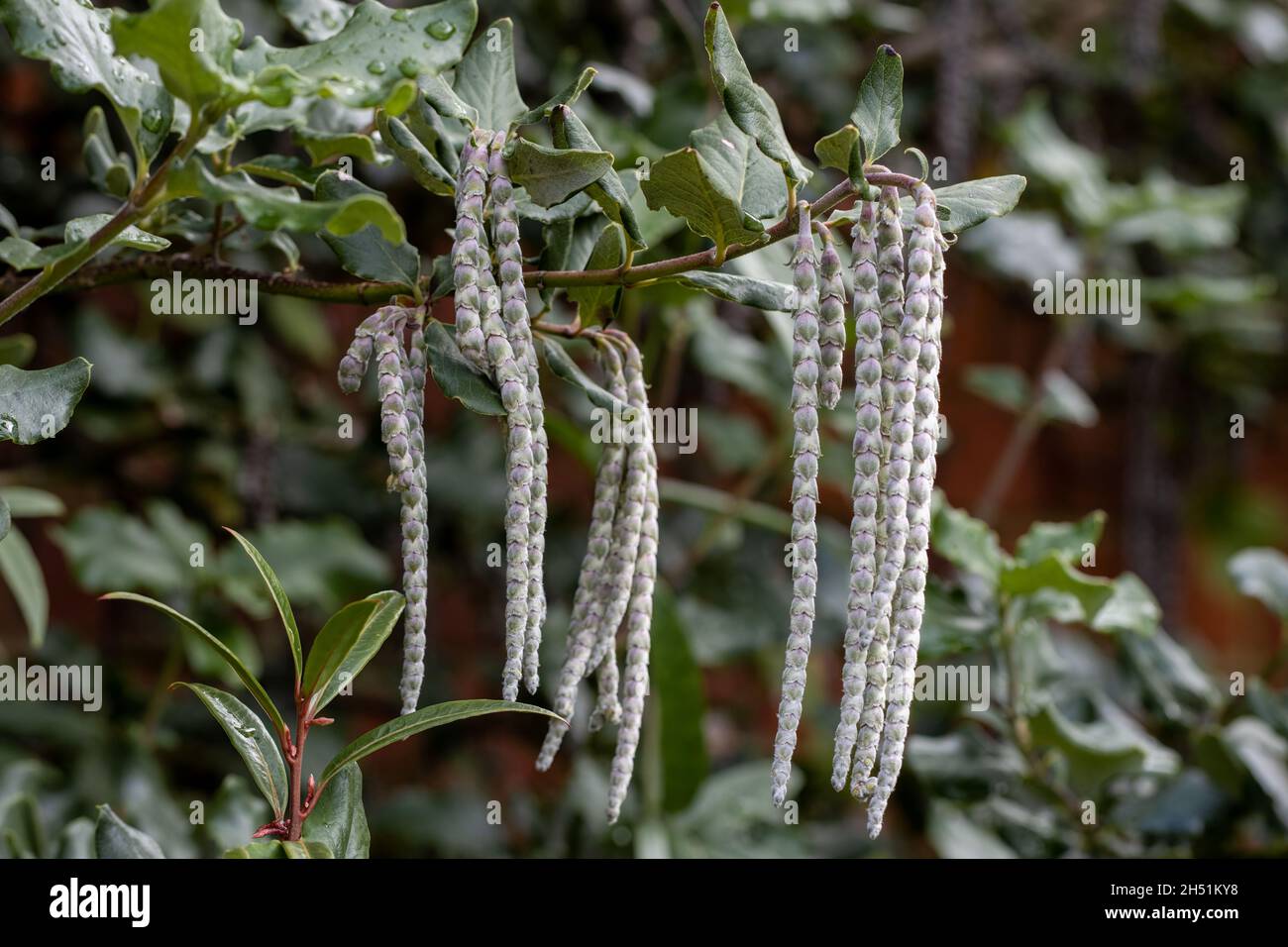 Garrya elliptica James toit grimper un mur Banque D'Images
