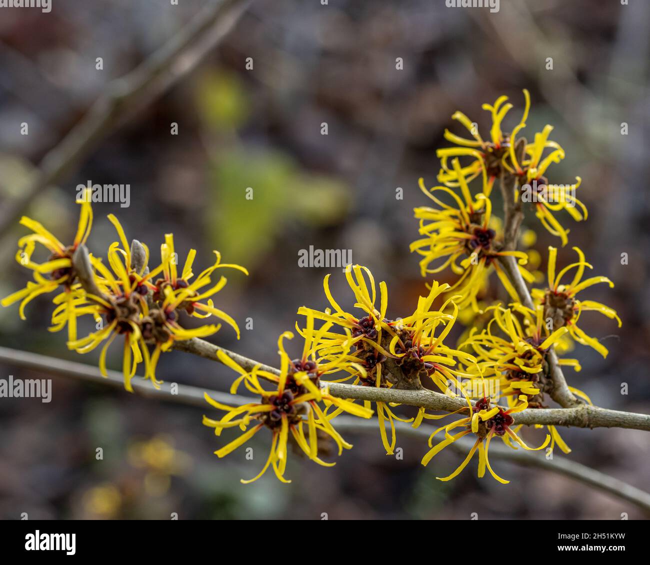 Un groupe de fleurs d'or de Hamamelis mollis Jermyns en hiver Banque D'Images