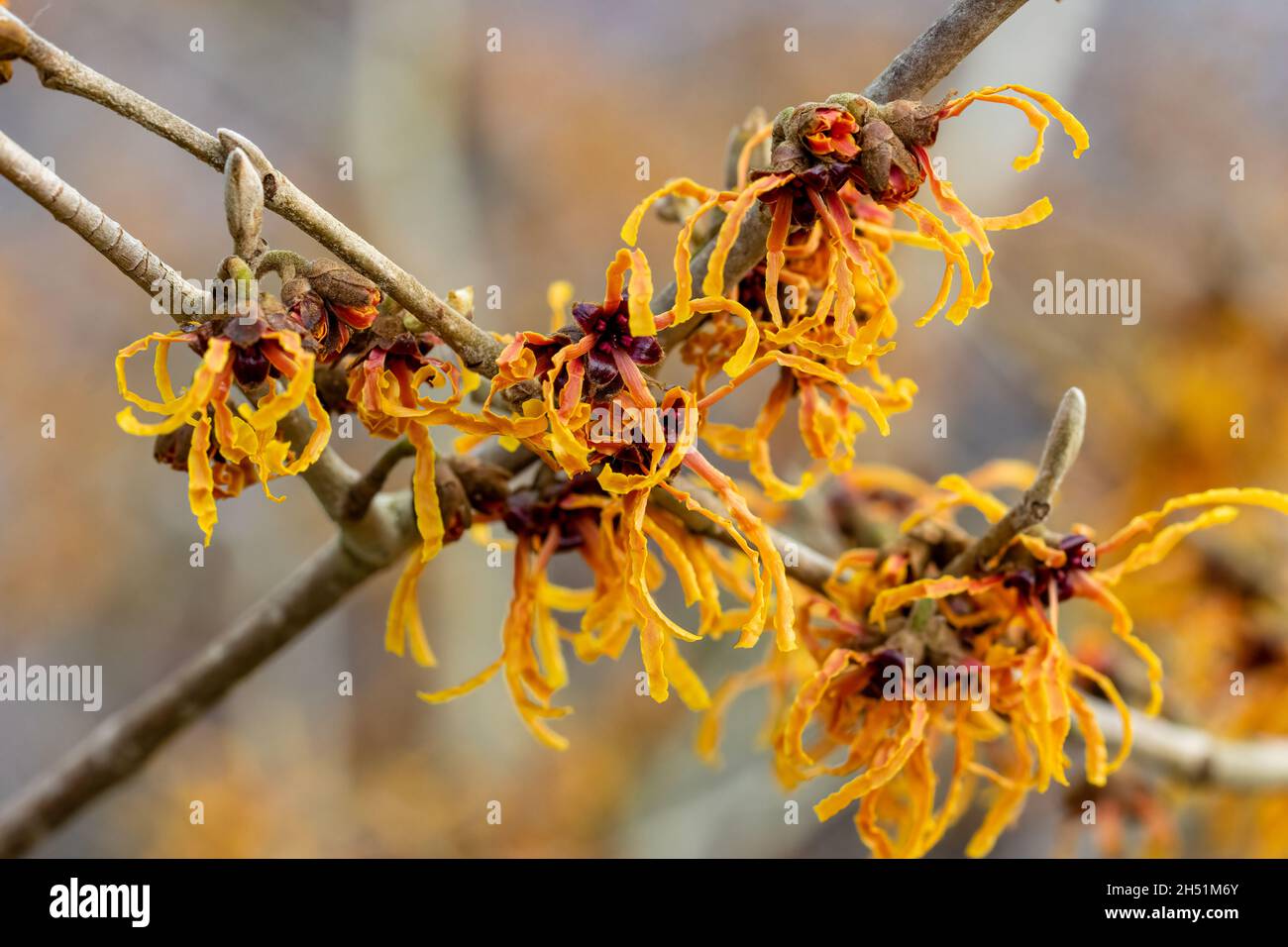 Fleurs d'orange pâle insolites de Hamamelis x Vesna intermedia Banque D'Images