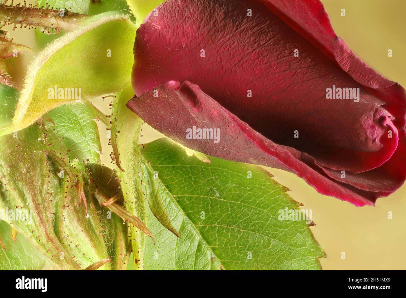 Macro gros plan du bourgeon et du feuillage rouge profond Banque D'Images