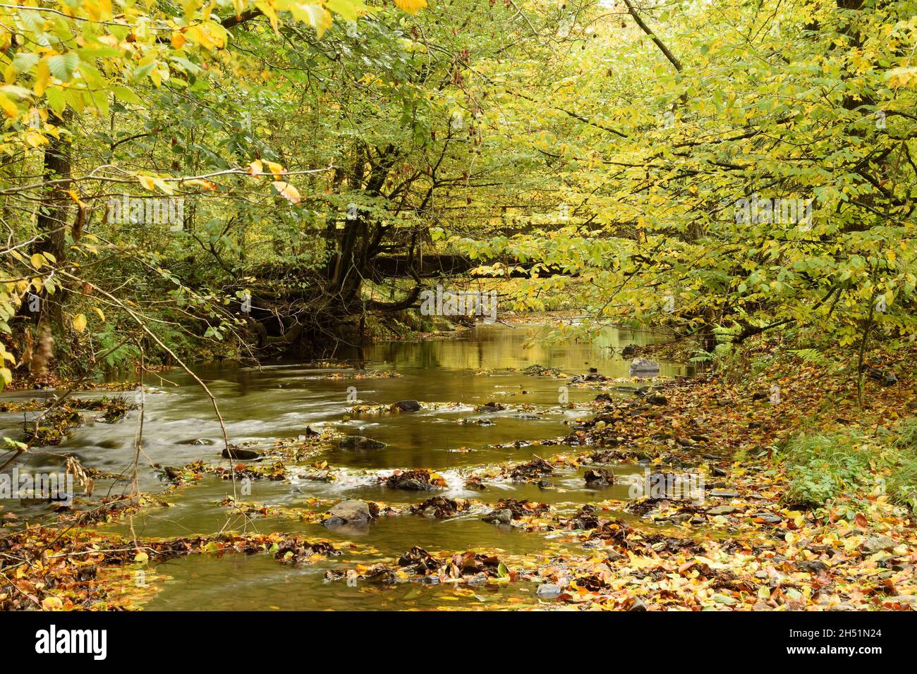 Ruisseau qui coule à travers une forêt d'automne.Bergisches Land, Allemagne. Banque D'Images