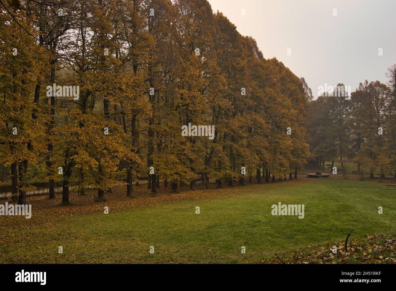 Garez-vous en automne avec un arbre aux feuilles jaunes Banque D'Images