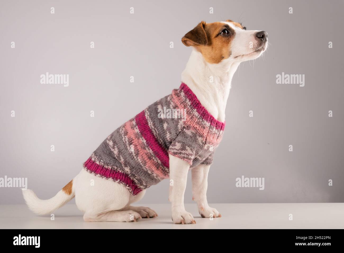 Chien de terrier Jack russell dans un pull en laine tricoté sur fond blanc  Photo Stock - Alamy