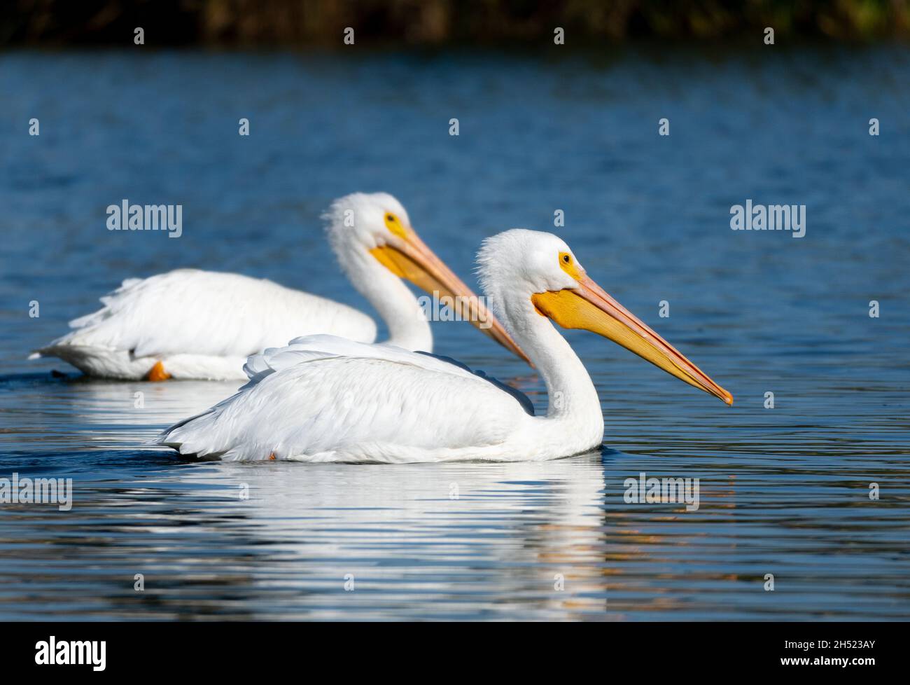 Les pélicans blancs américains (Pelecanus erythrorhynchos) nagent dans le lac de la réserve naturelle de Sepulveda Basin à Woodley, Californie, États-Unis Banque D'Images