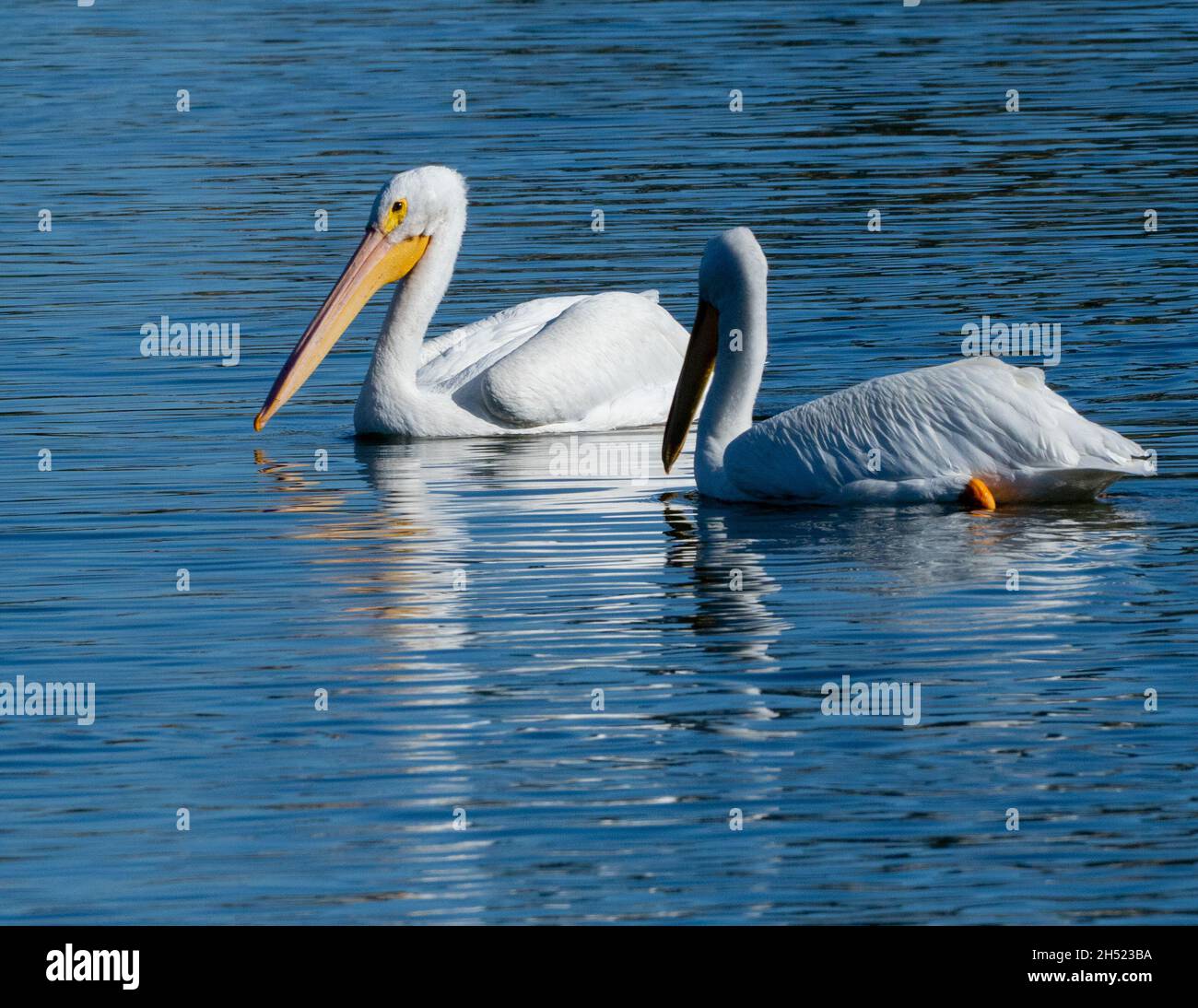 Les pélicans blancs américains (Pelecanus erythrorhynchos) nagent dans le lac de la réserve naturelle de Sepulveda Basin à Woodley, Californie, États-Unis Banque D'Images