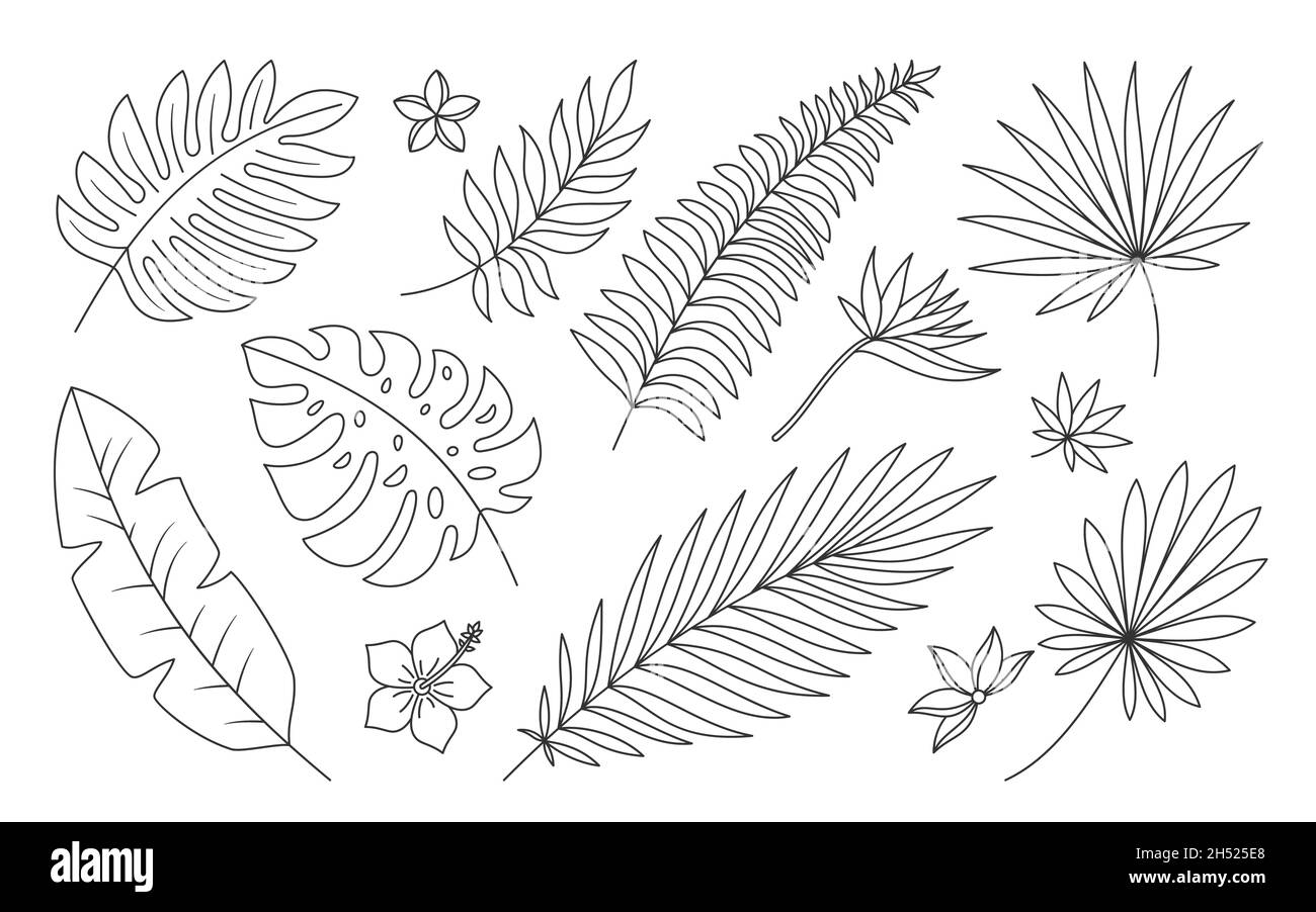 Ensemble de lignes noires de plantes de botanique de fleurs tropicales.Branche de palmier oiseau exotique paradis fleur hibiscus plumeria.Elément botanique tatouage peinture décoration magazine cosmétique site spa isolé sur blanc Illustration de Vecteur