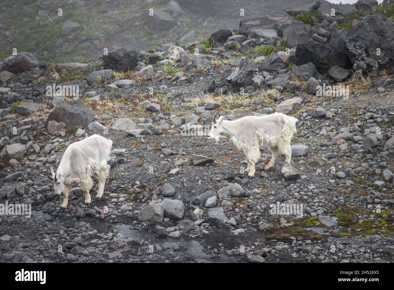 Deux chèvres de montagne vont à propos de leur entreprise, chèvre de montagne sur le dessus de la montagne, chèvre de montagne va haut dans les montagnes sur le verre vert Banque D'Images