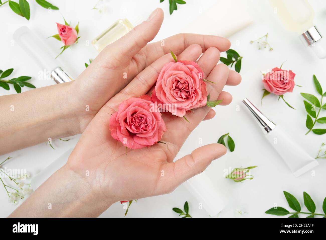 Boutons roses dans les mains de modèle caucasien sur fond blanc avec des tubes de bouteille et des gouttes cosmétiques Banque D'Images