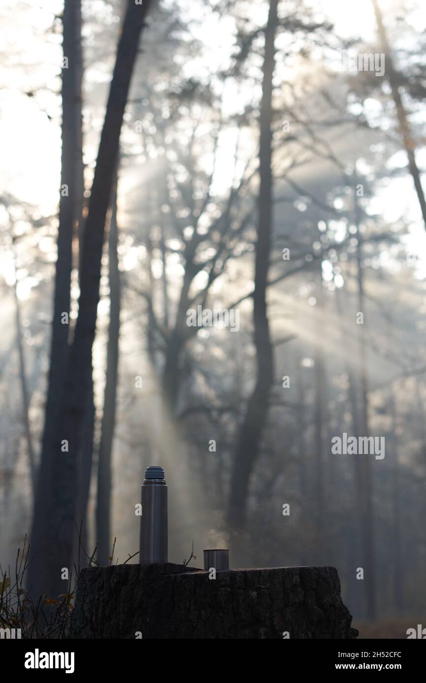 Rayons du soleil traversant les arbres et brumisant et éclairant les thermos et la tasse debout sur une fusée Banque D'Images