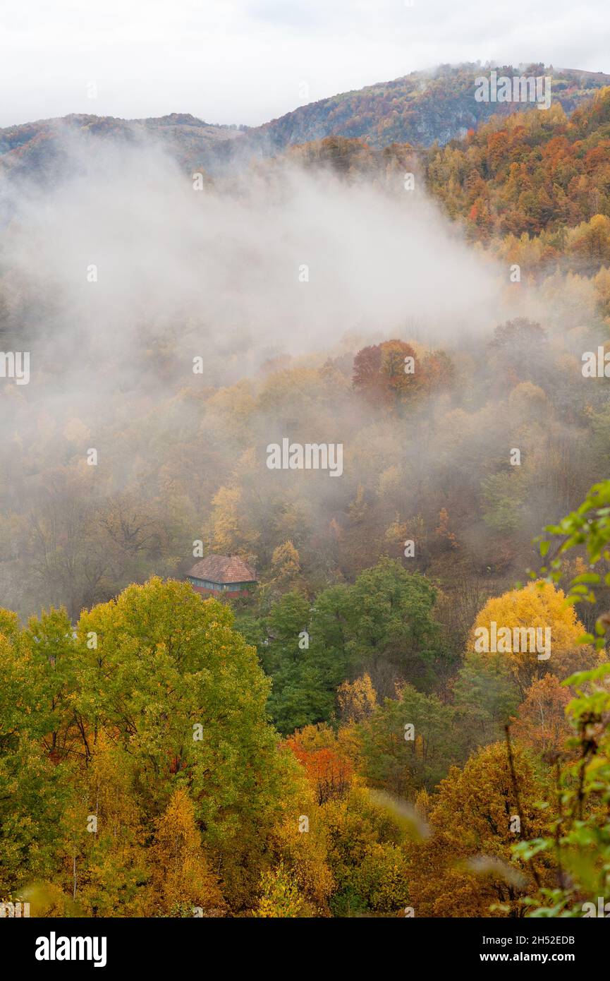 paysage d'automne avec les porcs du matin, dumesti, roumanie Banque D'Images