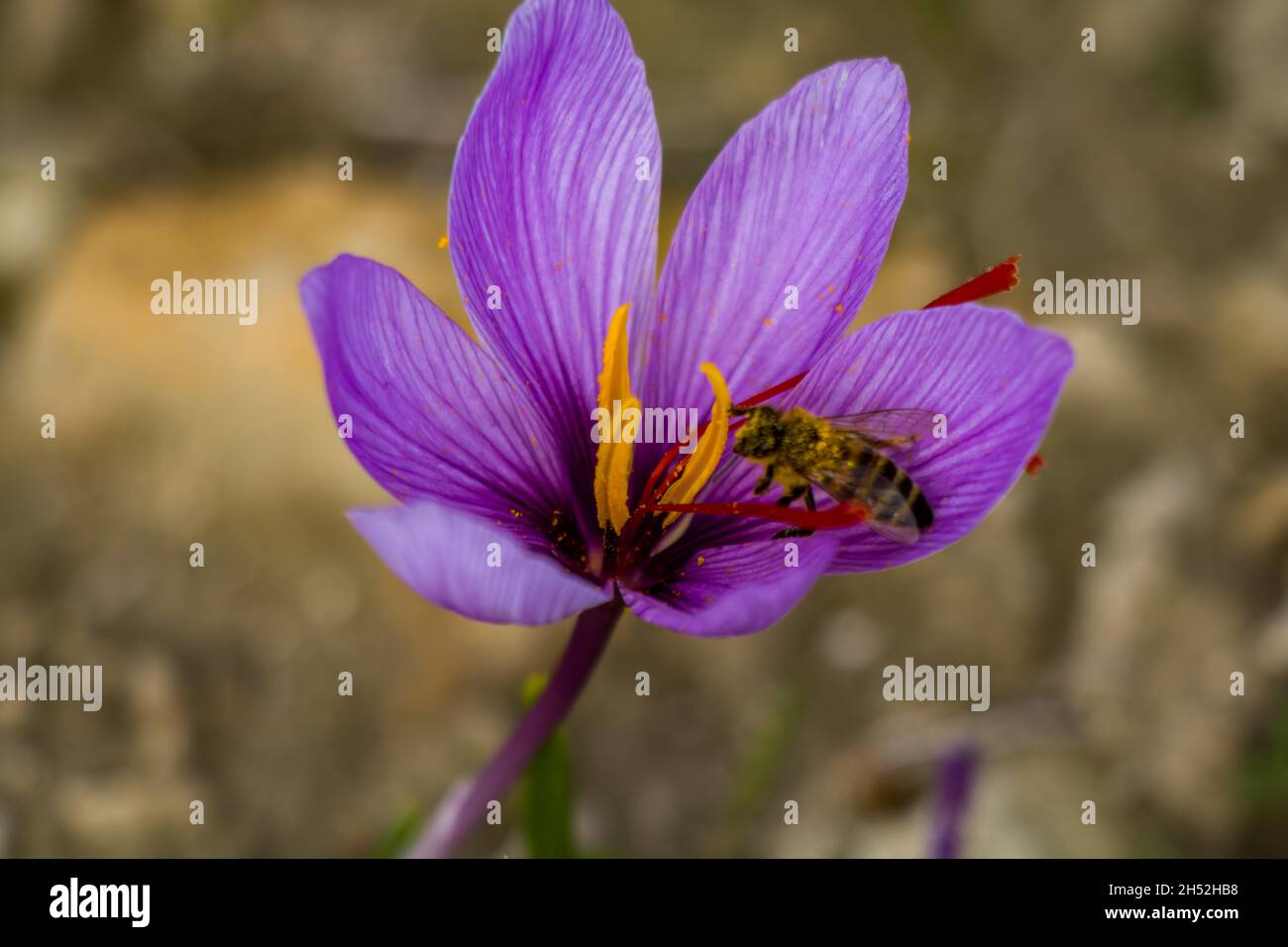 Abeille sur fleur de safran.Crocus sativus plante pourpre en fleurs au sol, abeille collectant le pollen vue rapprochée. Banque D'Images
