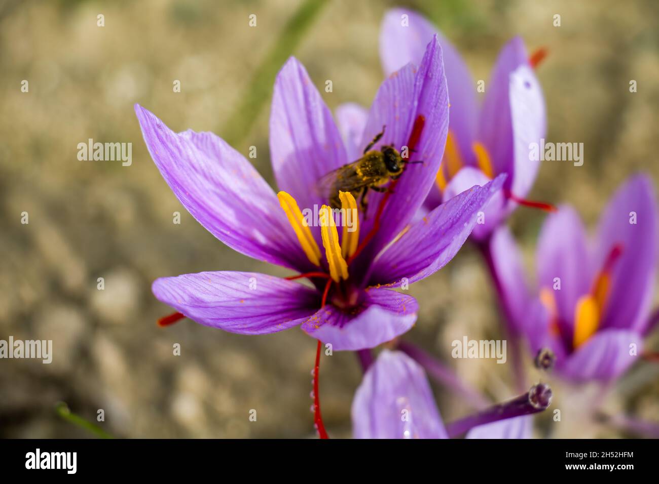 Abeille sur fleur de safran.Crocus sativus plante pourpre en fleurs au sol, abeille collectant le pollen vue rapprochée. Banque D'Images