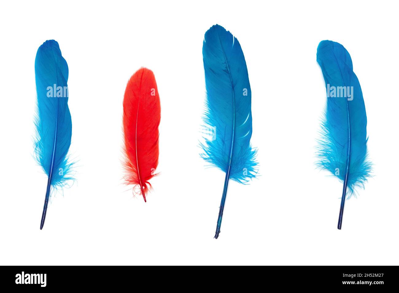 Petite plume rouge entourée de plumes bleues.Pas comme tout le monde concept Banque D'Images