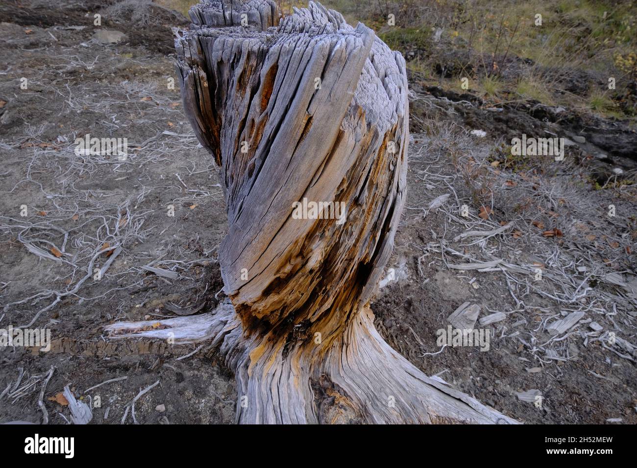 Forêt morte près d'une grande entreprise industrielle à Monchegorsk. Banque D'Images