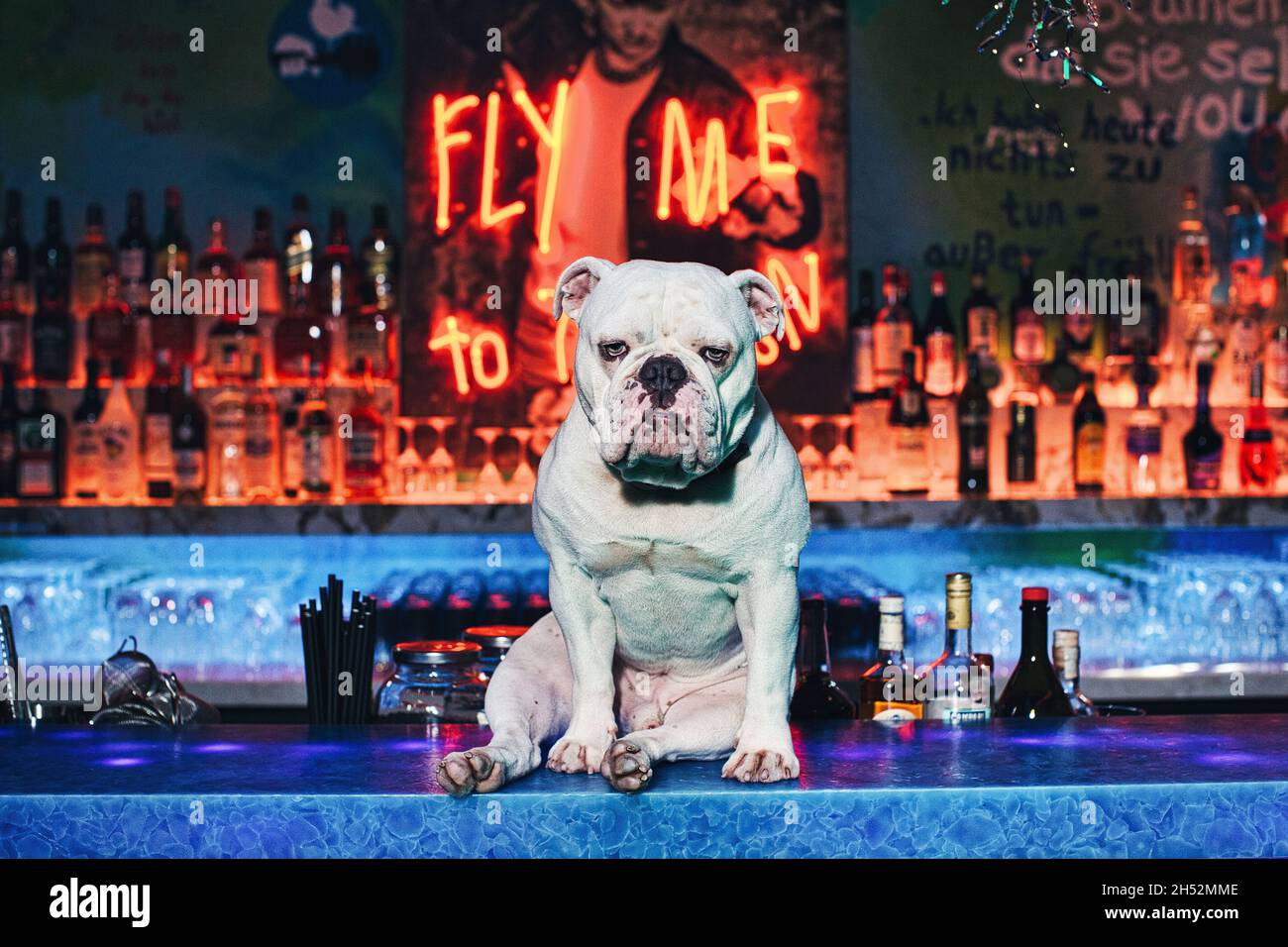bulldog assis au comptoir du bar dans la discothèque Banque D'Images