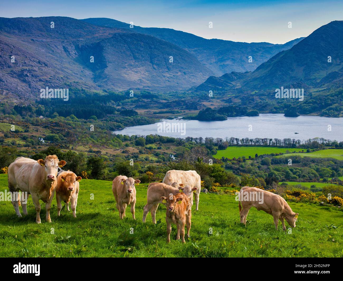 Glanmore Lake, Healy Pass, Péninsule de Beara, comté de Kerry, Irlande Banque D'Images