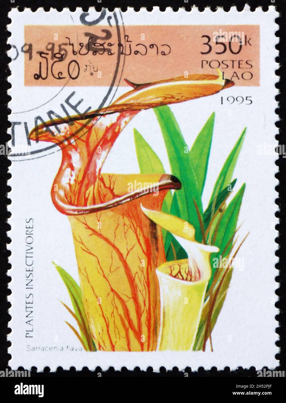 LAOS - VERS 1995: Un timbre imprimé au Laos montre la plante jaune de pichet, sarracenia flava, est une espèce de plante carnivore indigène à l'est de N Banque D'Images