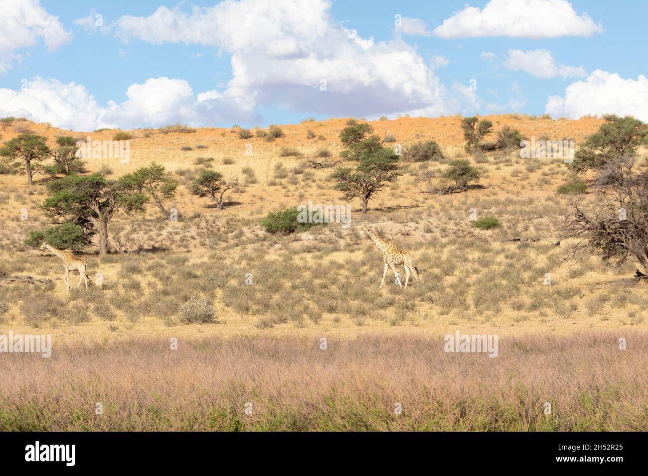 Le cap ou la girafe sud-africaine (Giraffa camelopardalis giraffa) marchant à travers les dunes rouges le long de la rivière sèche Auob au coucher du soleil, Kgalagadi Transfro Banque D'Images