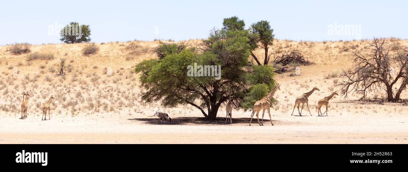 Paysage panoramique de dunes rouges avec le cap ou la girafe sud-africaine (Giraffa camelopardalis giraffa) et Gemsbok (Oryx gazella) autour d'un Camel Thorn tr Banque D'Images