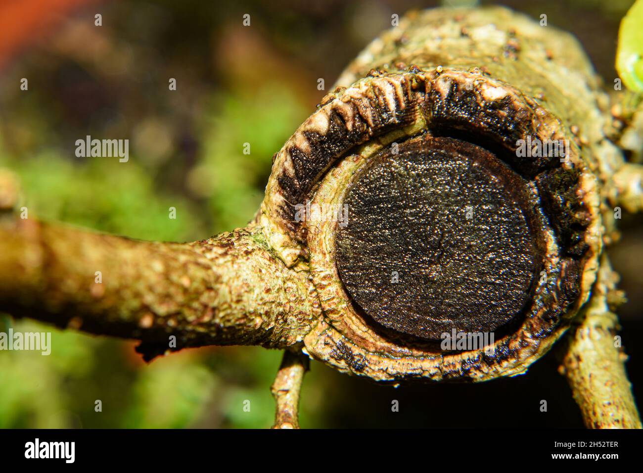 Vue en coupe rapprochée d'une tige de plante . Banque D'Images