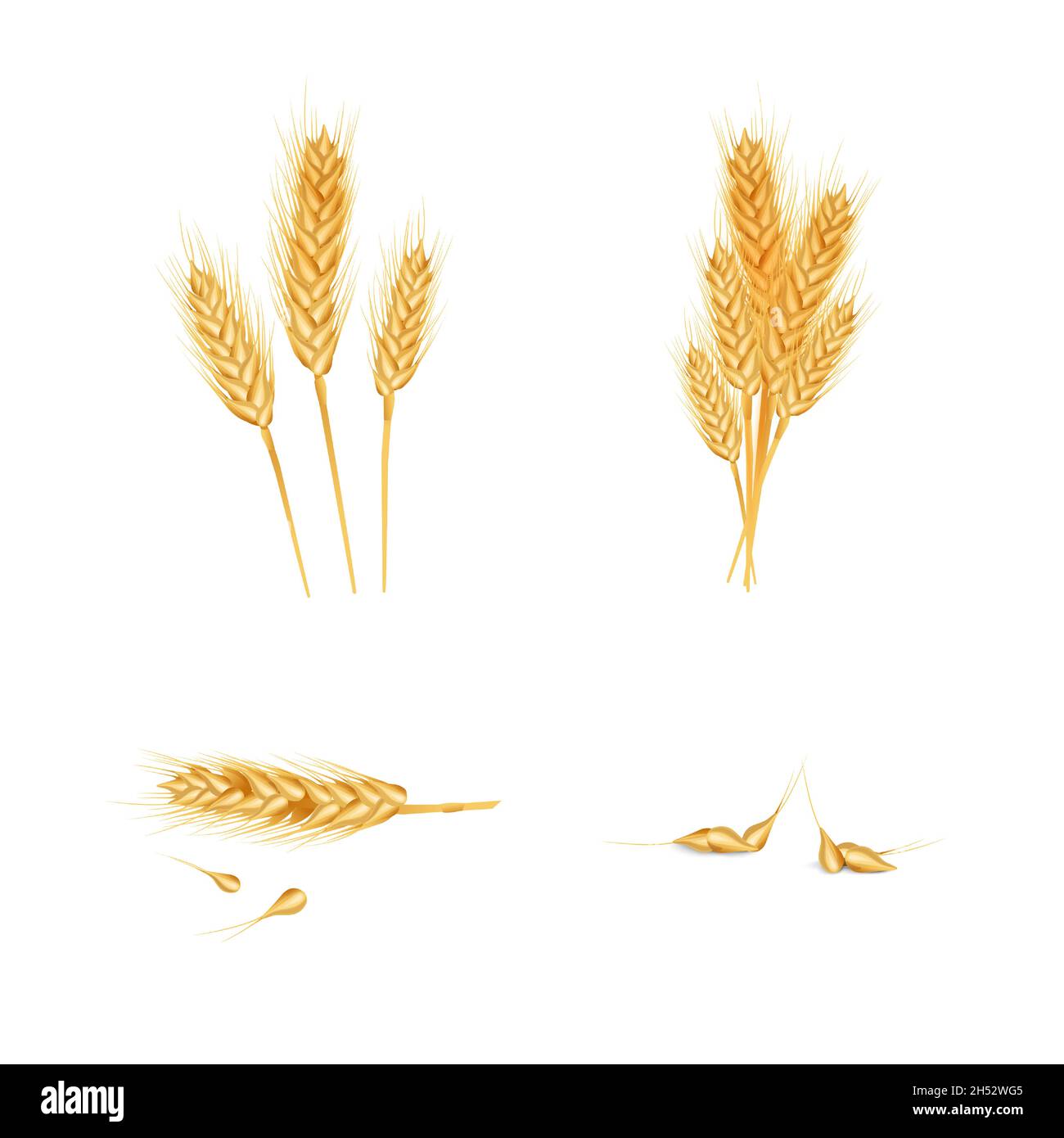 Ensemble de blé d'oreille différent, grains entiers. Isolé sur fond blanc. Illustration de Vecteur