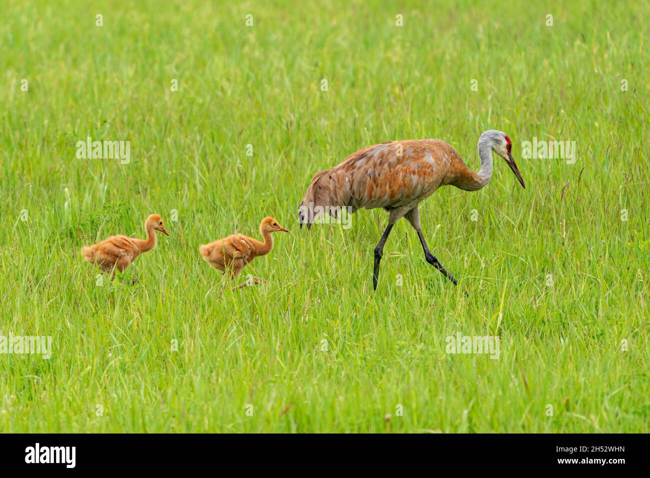 J'ai photographié cette famille de grues Sandhill sur l'île de Washington, dans le comté de Door, Wisconsin. Elle montre la relation d'une famille de faune. Banque D'Images