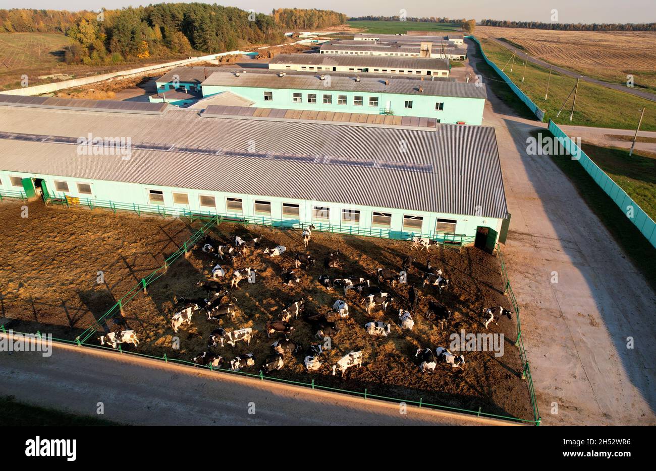 Abri de vache avec des vaches près de la ferme, vue aérienne.La construction agricole dans le domaine agricole.Production de lait et élevage.Lait de vache.Animaux de ferme et AG Banque D'Images