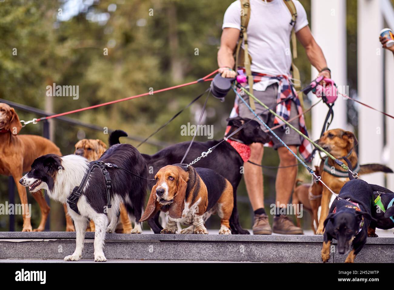 Jeune homme marcheur de chien travaillant outide; style de vie marcheur de chien Banque D'Images
