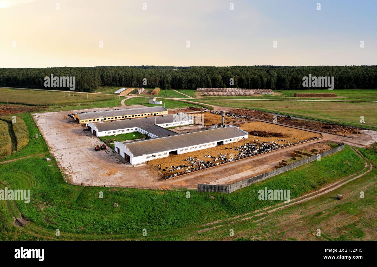 Ferme avec vaches et cochons dans le village, vue aérienne.Lâcheté près du champ d'agriculture.Production de lait et élevage.Lait de vache.Ferme Banque D'Images