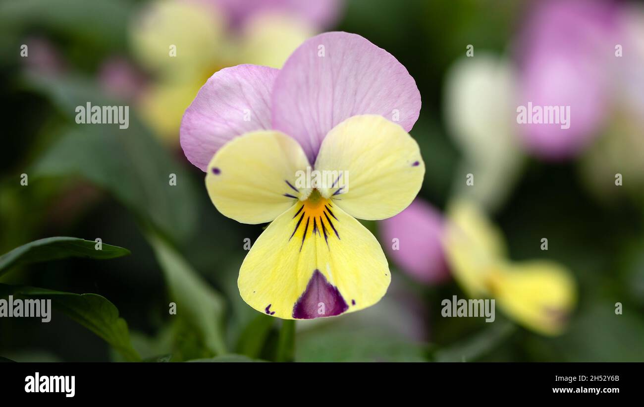 Gros plan d'une fleur unique de Viola Lemon Rose Wing Banque D'Images