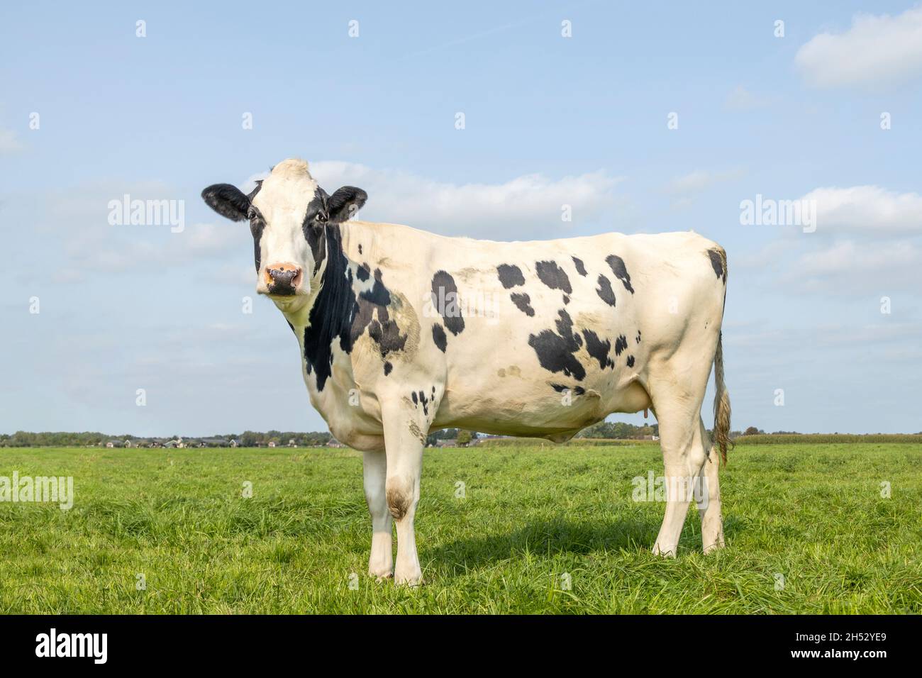 Vache noire et blanche, debout sur l'herbe verte en été dans un pâturage aux pays-Bas, et un ciel bleu. Banque D'Images