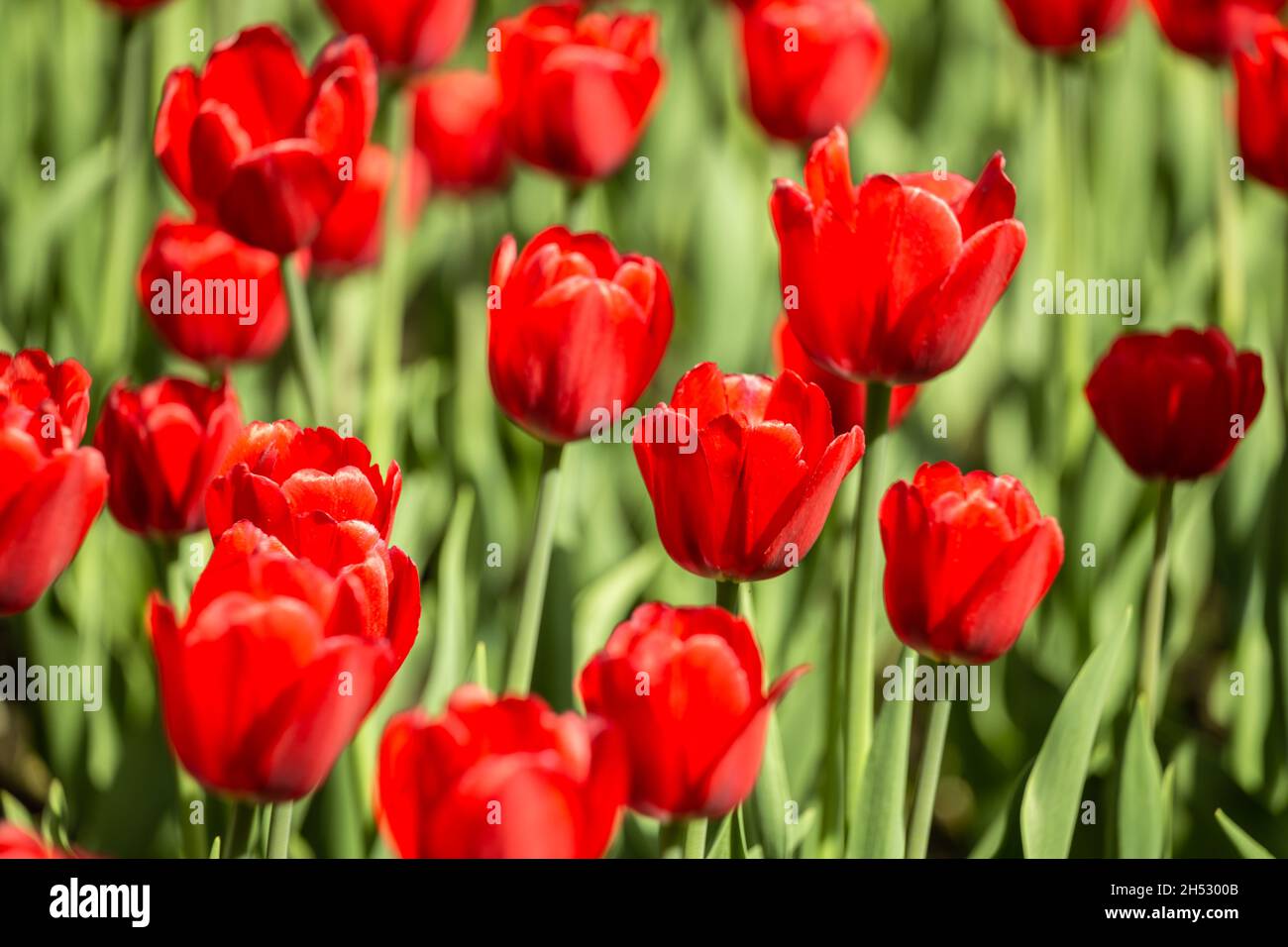 Tulipes rouges fleuris dans le jardin.Paysage de printemps, fond floral naturel Banque D'Images