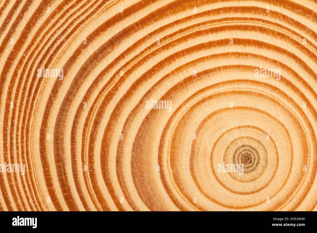 vue de dessus gros plan d'une tranche brune de texture de bois fraîchement coupée avec des anneaux de croissance concentriques denses Banque D'Images