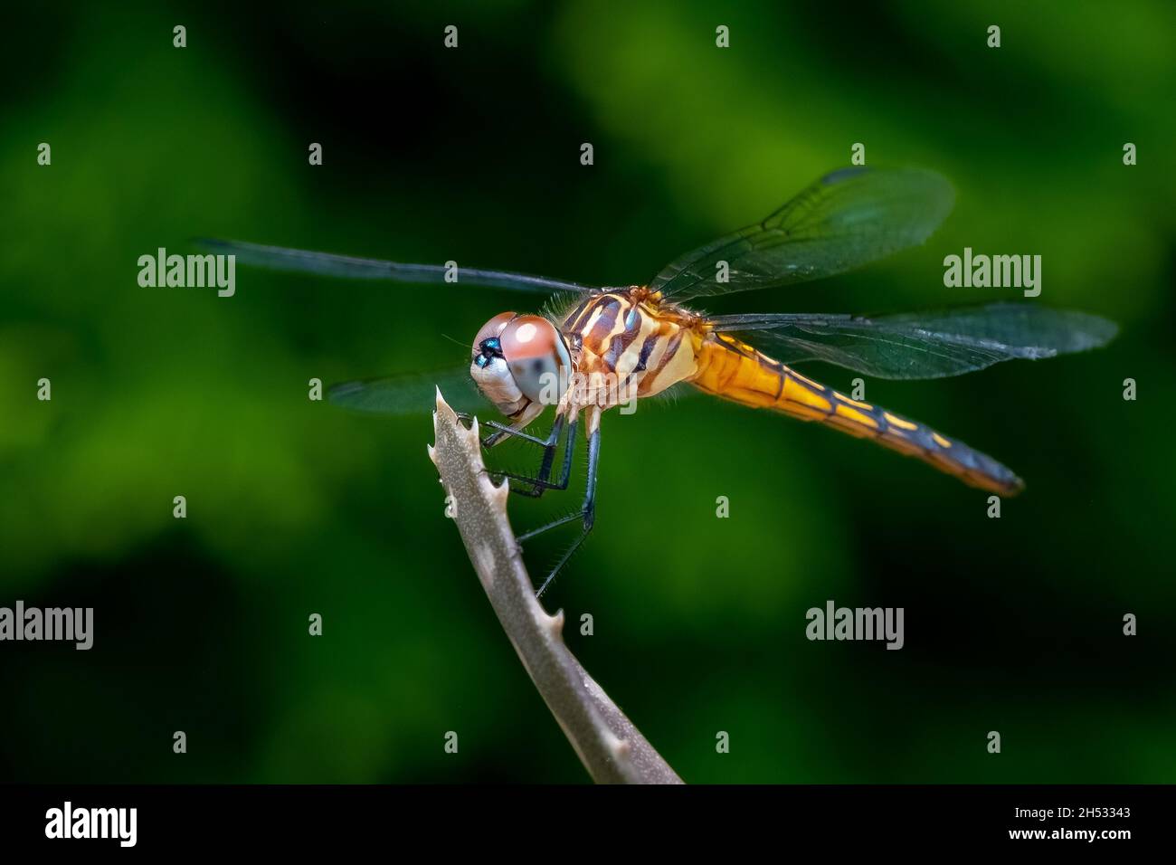 Dragonfly bleu (pachydipax longipennis) perché sur un bâton pour un portrait au soleil d'été. Banque D'Images