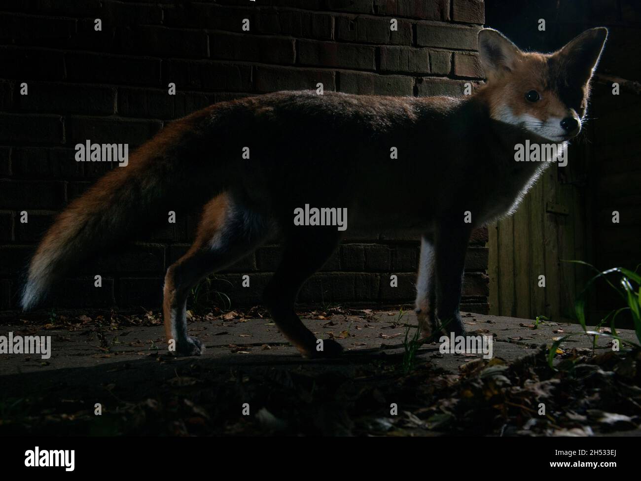Renard debout sur le revêtement contre un mur de briques la nuit en regardant vers la caméra.Corps dans une zone lumineuse avec une bordure lumineuse. Gros plan avec le corps entier visible Banque D'Images