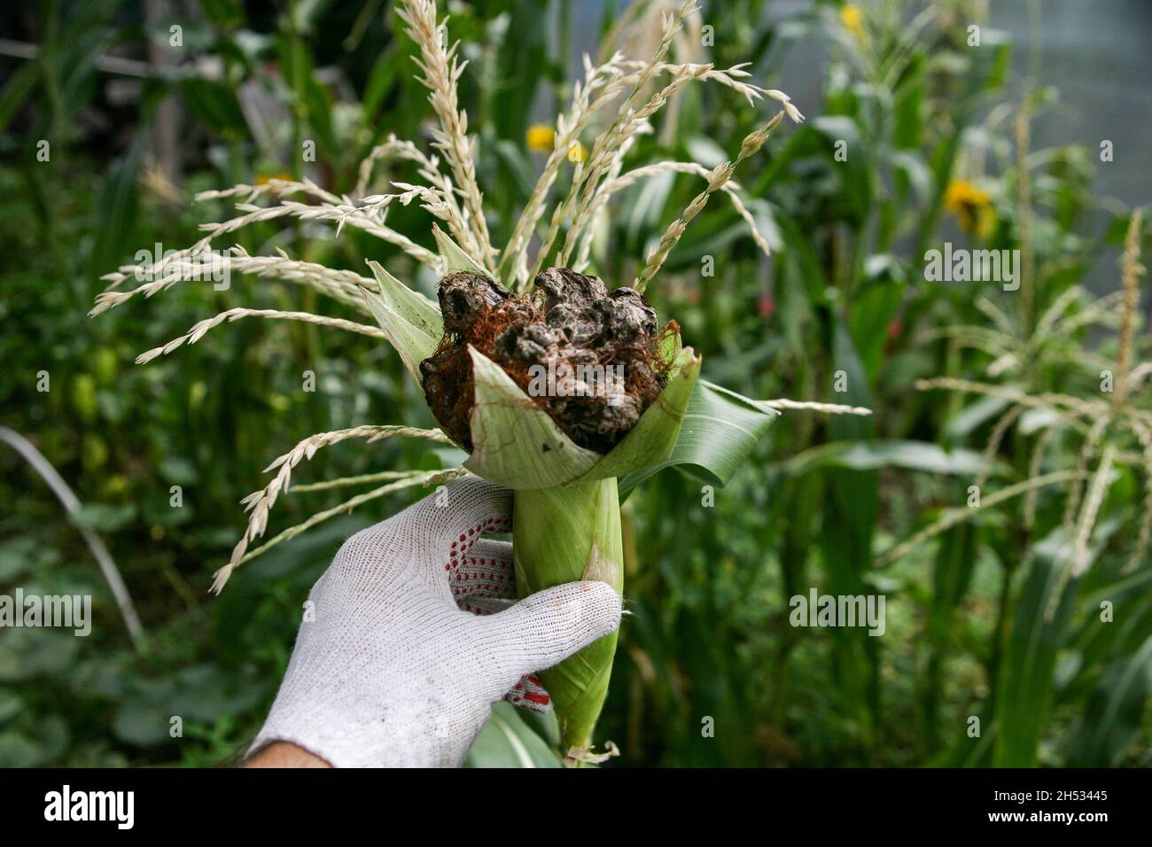 Le smut de bulle se manifeste sous la forme de tumeurs pathologiques galls usarium moniliforme synonyme de F. verticillioides.Fusarium sur l'épi est la maladie la plus commune sur les oreilles. Banque D'Images